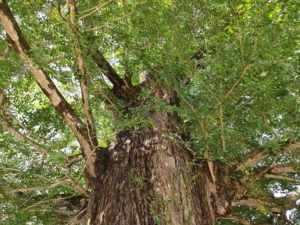 地蔵寺（5番）じぞうじ