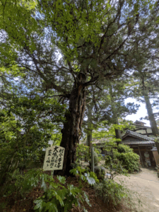 浄瑠璃寺（46番）じょうるりじ