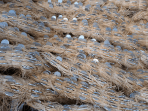 石手寺（51番）いしでじ