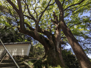 大興寺（67番）