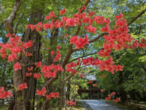 竹林寺（31番）