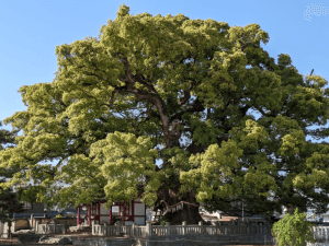 善通寺（75番）